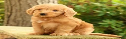 Mini Goldendoodle dogs for sale: Mason - Ad 5