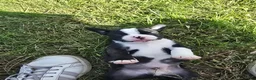 Mixed Breed dogs for sale: Frenchton female #1 - Ad 21