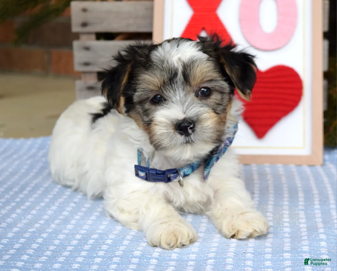 Yorkshire Terrier dogs for sale: Patrick  - Ad 9