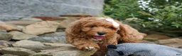 Cavapoo dogs for sale: NELLIE - Ad 12