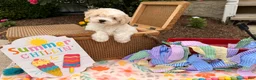 Bichpoo dogs for sale: Steve  - Ad 3
