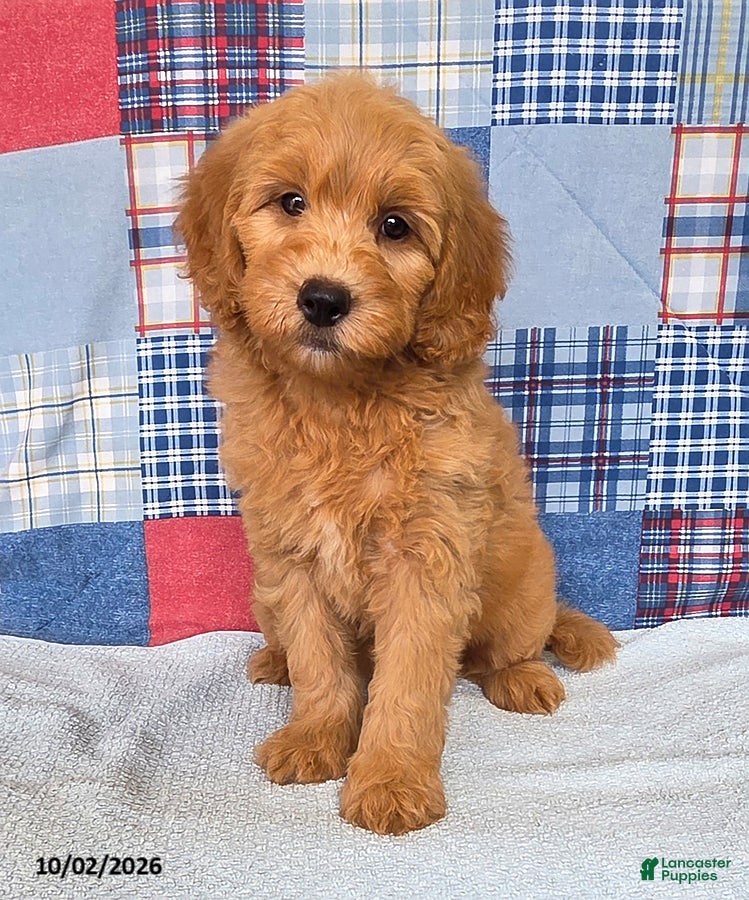 Mini Goldendoodle dogs Bandit - Ad 1