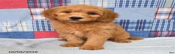 Mini Goldendoodle dogs for sale: Bandit - Ad 1