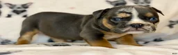 English Bulldog dogs for sale: Versace - Ad 51
