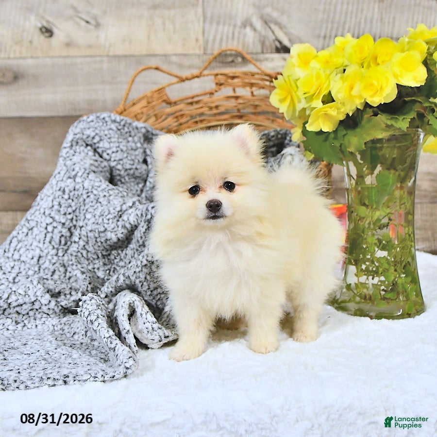 Pomeranian dogs Logan - Ad 1