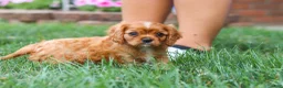 Cavalier King Charles Spaniel dogs for sale: Mason - Ad 9