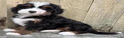 Mini Bernedoodle dogs for sale: 🩷IN BOSTON MASSACHUSETTS AREA🩷TRADITIONAL TRI COLOR🩷MINI BERNEDOODLE GIRL🩷 - Ad 4