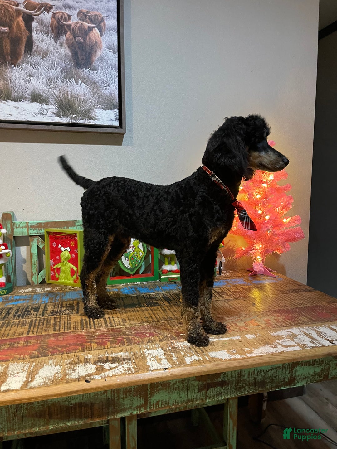 Miniature Poodle dogs for sale: Akc Cinch - Ad 9