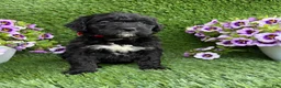 Mini Goldendoodle dogs for sale: Alex - Ad 4
