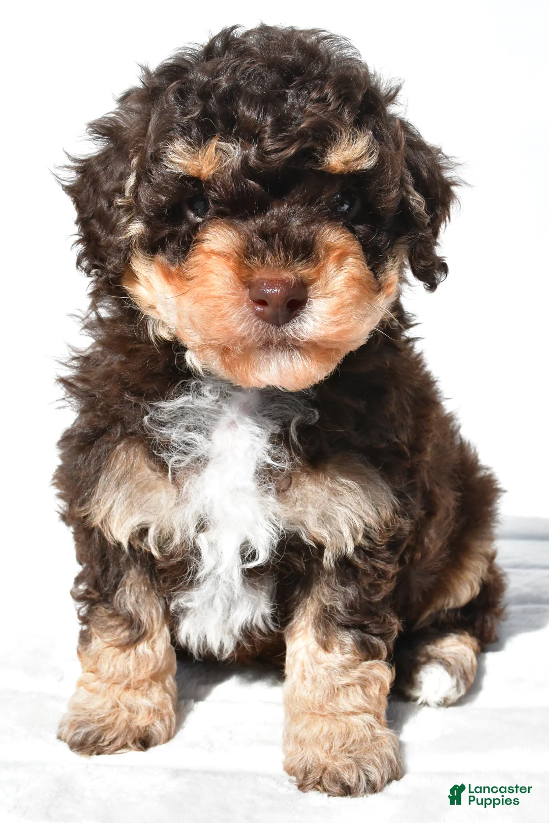 Miniature Poodle dogs for sale: Franky - Ad 2