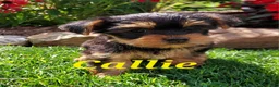 Yorkshire Terrier dogs for sale: Callie - Ad 1