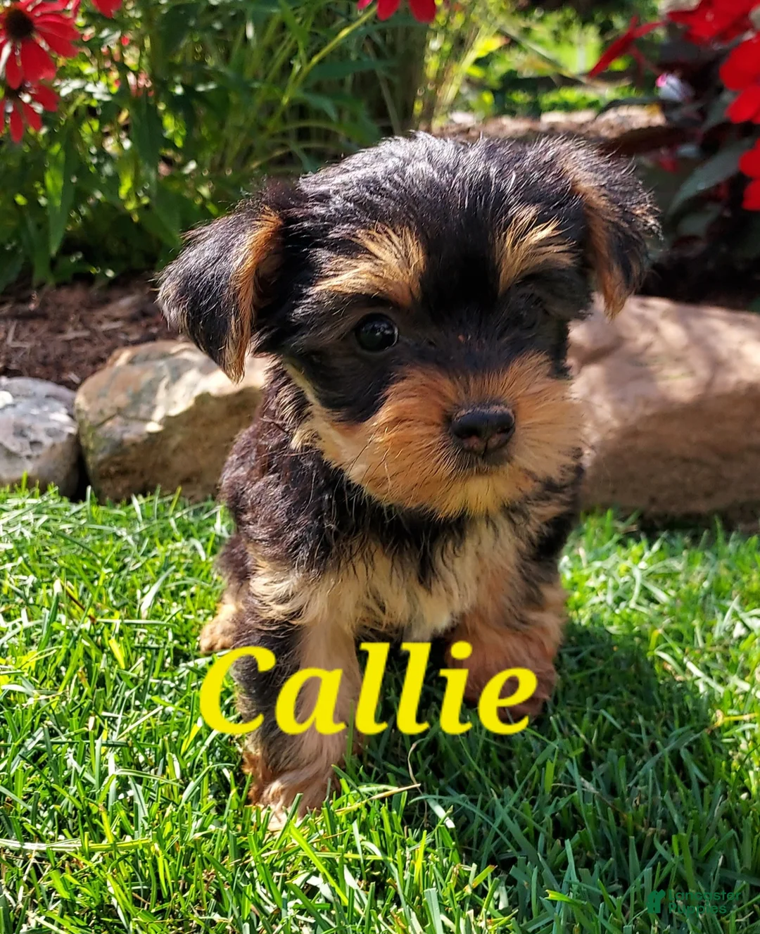 Yorkshire Terrier dogs for sale: Callie - Ad 1
