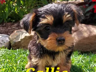Yorkshire Terrier dogs Callie - Ad 36