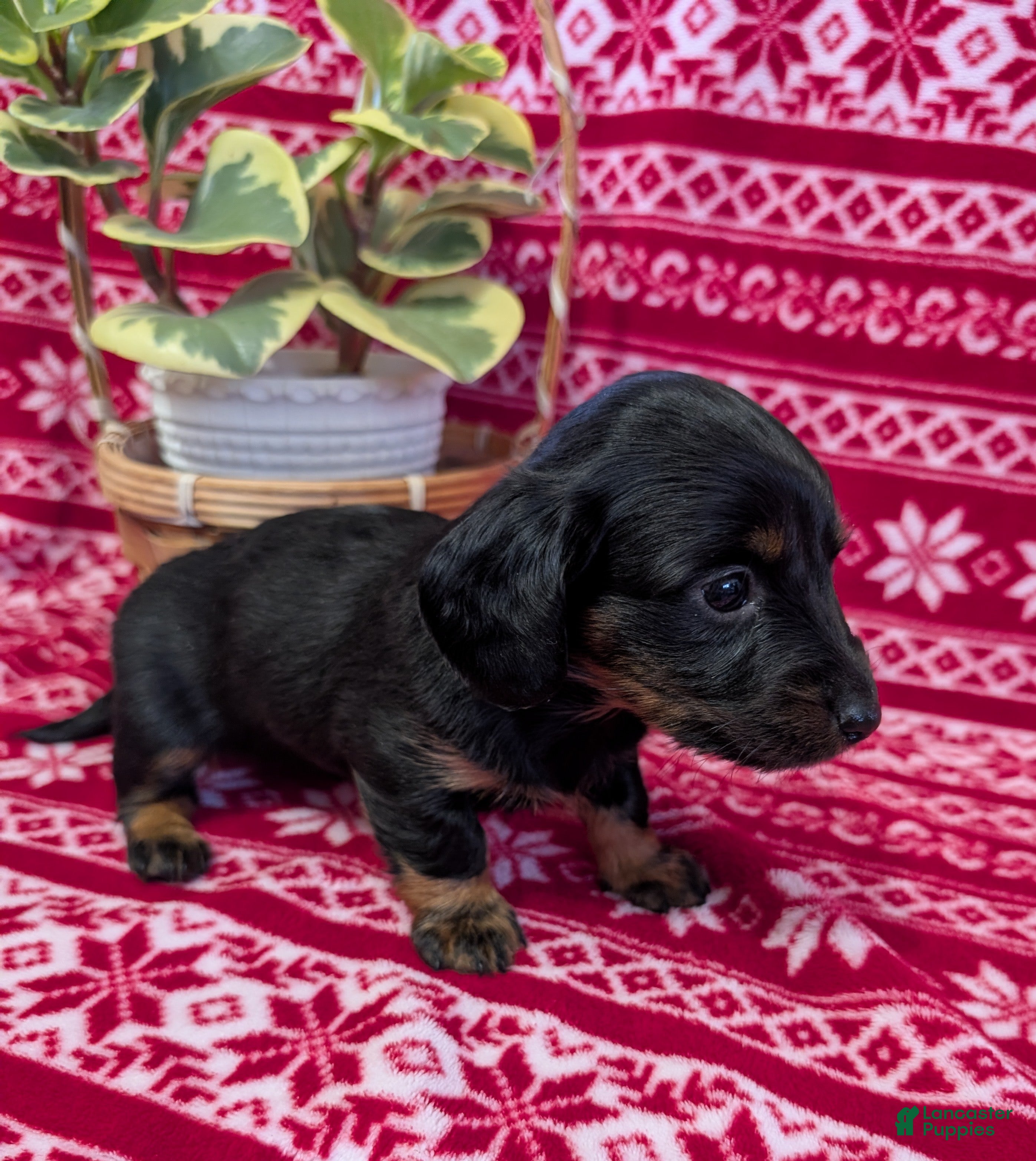 Miniature Dachshund dogs Alice  - Ad 18
