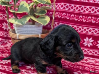 Miniature Dachshund dogs Alice - Ad 41
