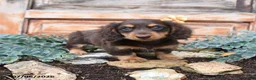 Miniature Dachshund dogs for sale: Reba - Ad 4
