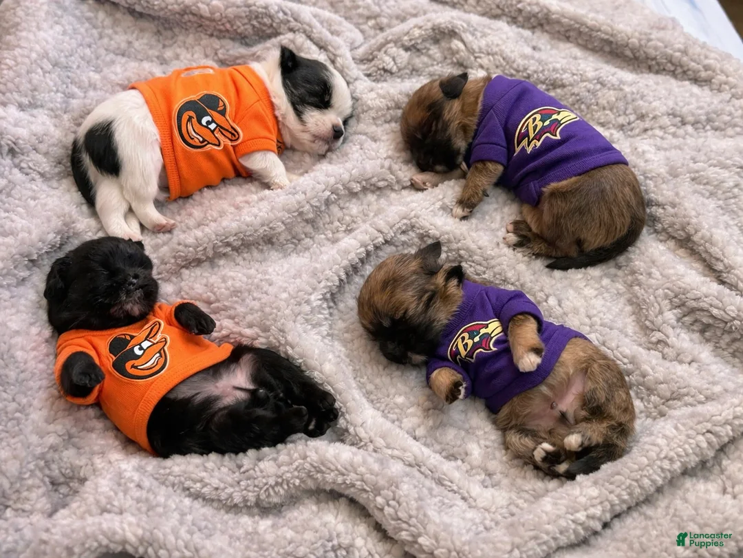 Shihpoo dogs for sale: Shihpoo Puppy 4 - Ad 2