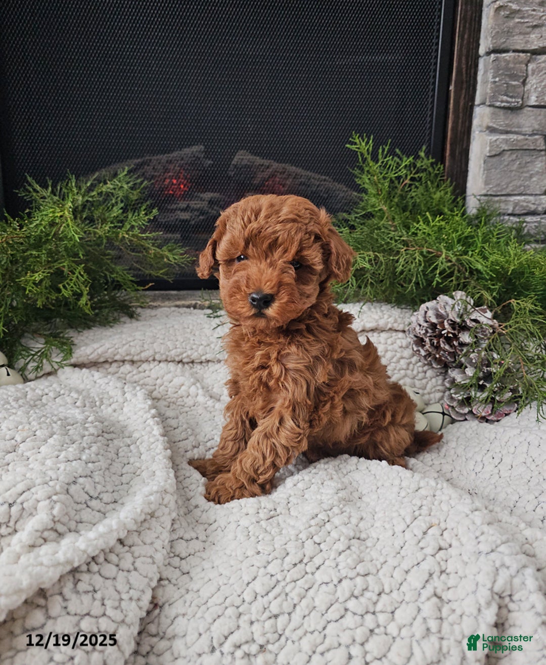 Mini Goldendoodle dogs for sale: Bee - Ad 3
