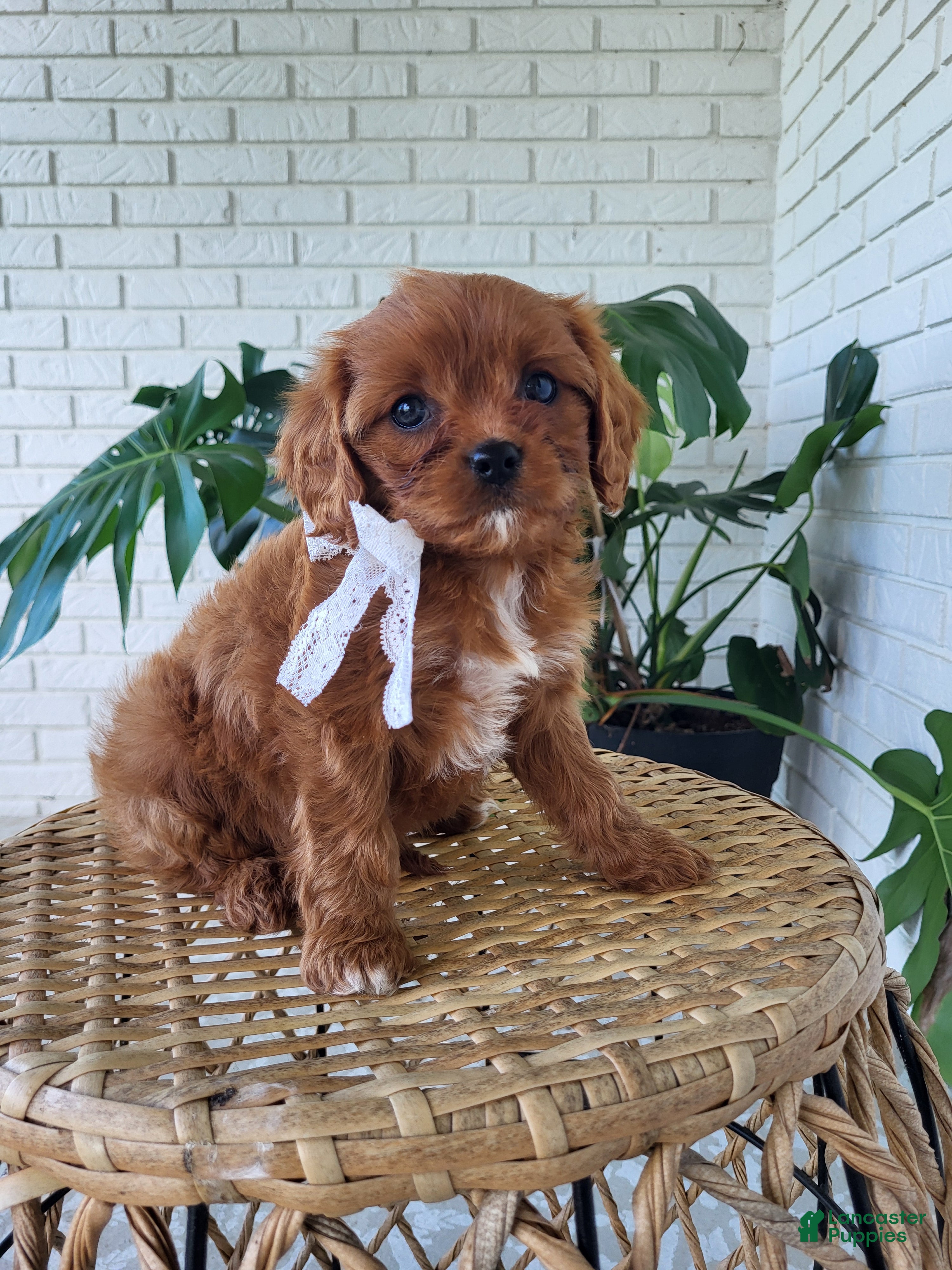 Cavapoo dogs Jade - Ad 2
