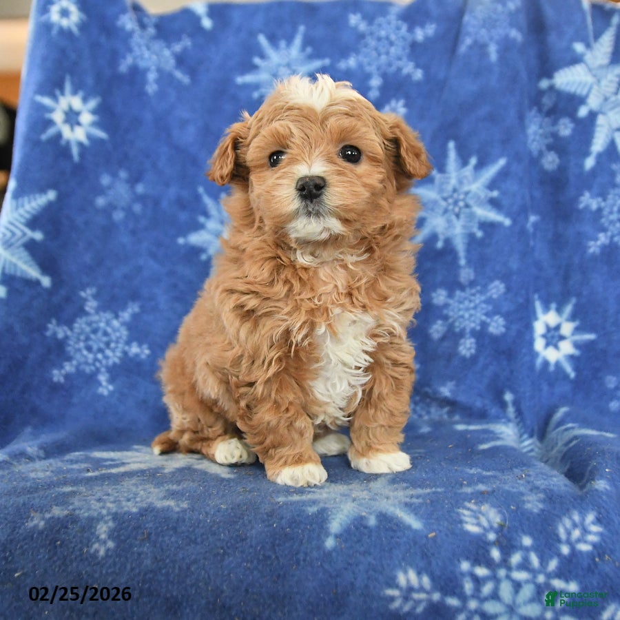 Maltipoo dogs Gulliver - Ad 1
