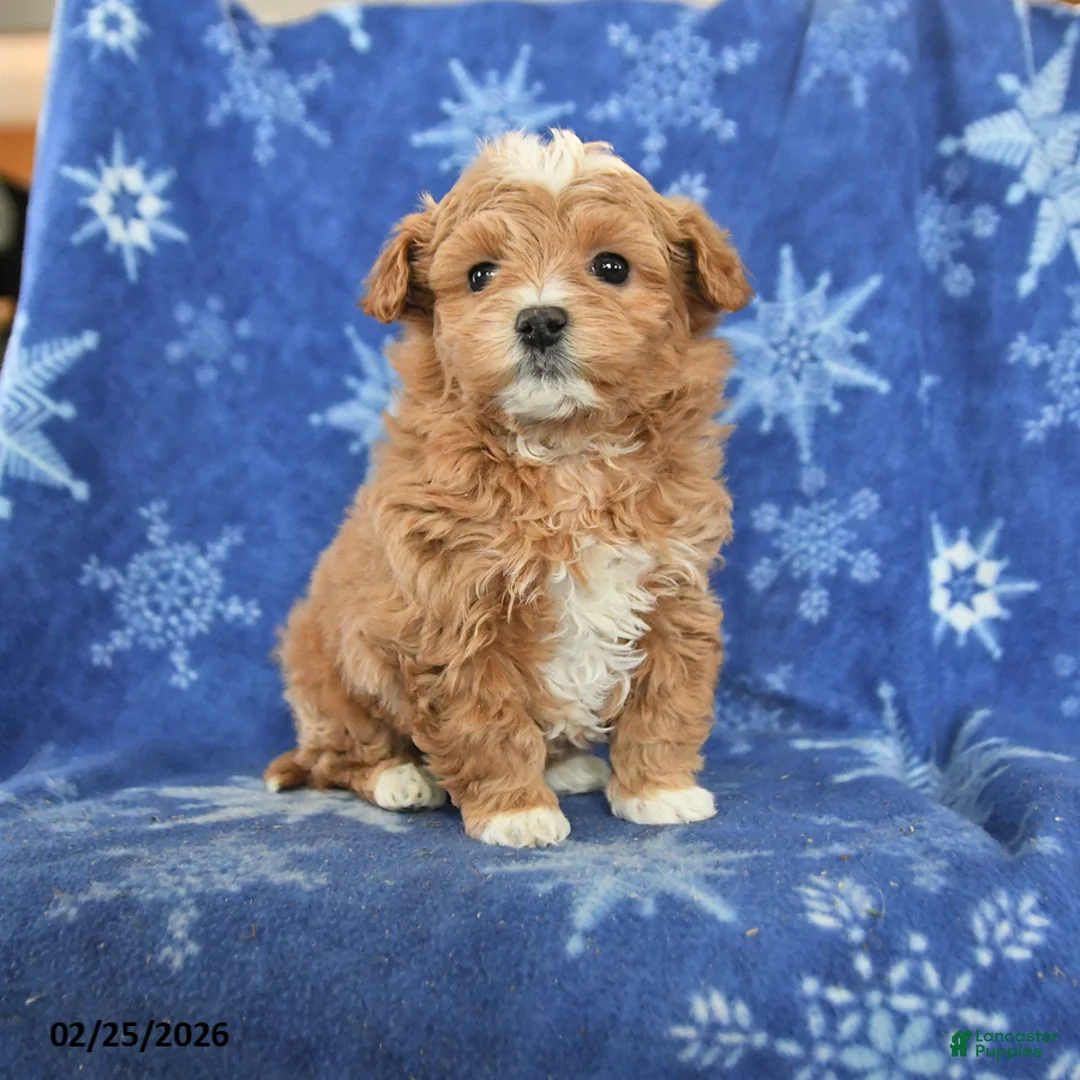 Maltipoo dogs for sale: Gulliver - Ad 1