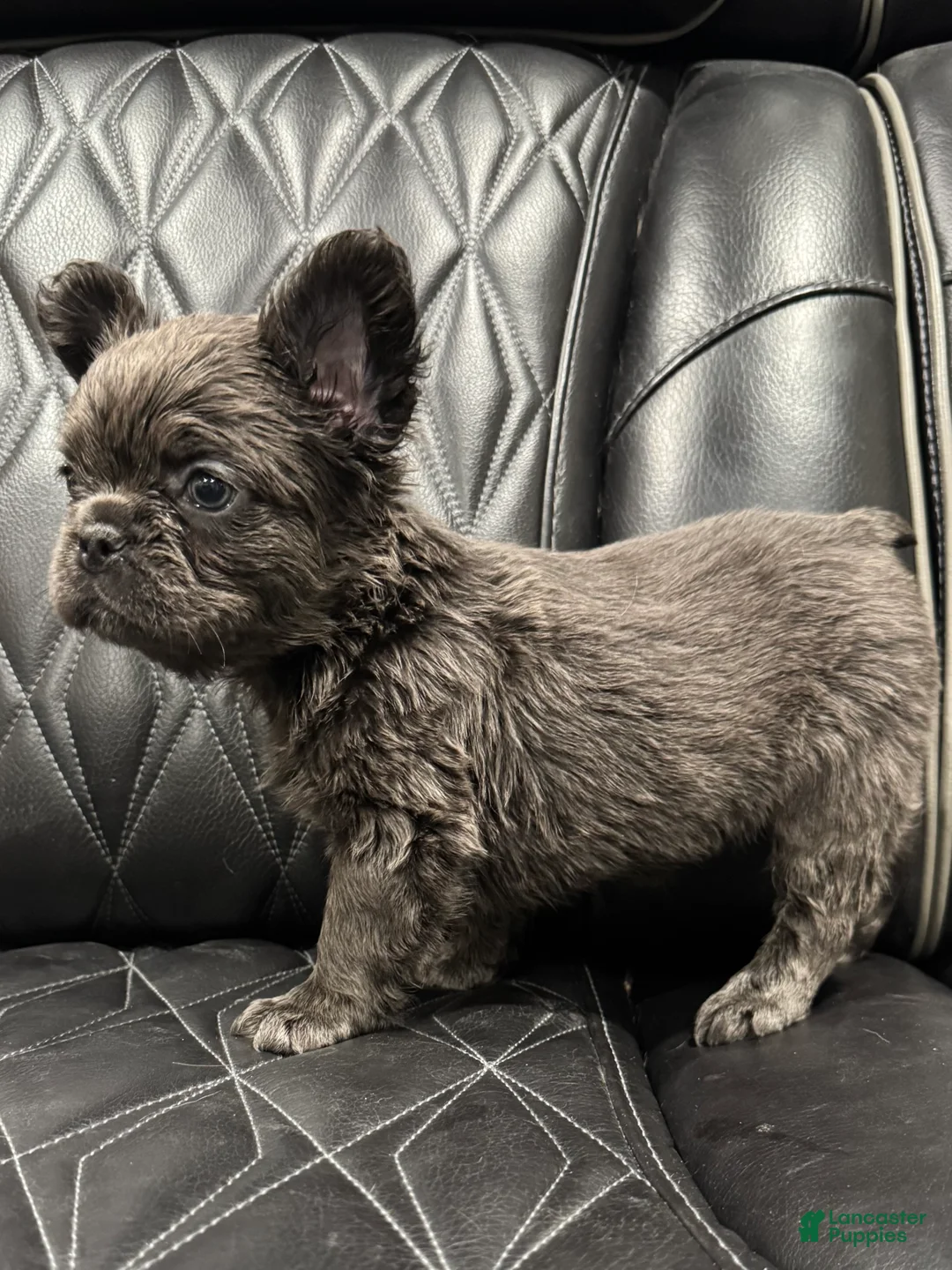 French Bulldog dogs for sale: FLUFFY MAHOMES - Ad 2