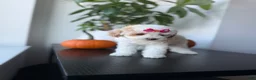 Toy Poodle dogs for sale: Teacup Nova - Ad 5