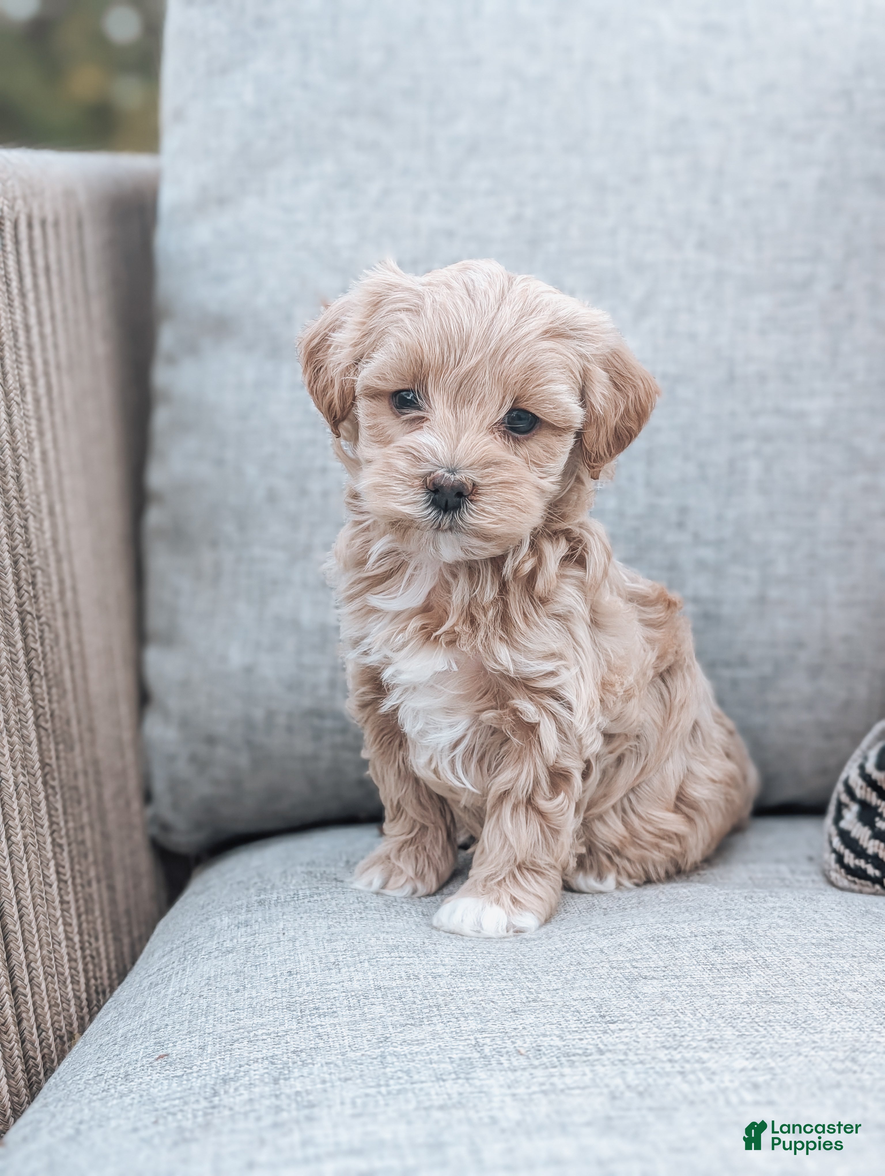Maltipoo Puppies for sale in Wilkes-Barre, Pennsylvania