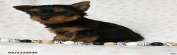Yorkshire Terrier dogs for sale: Dorthy - Ad 3