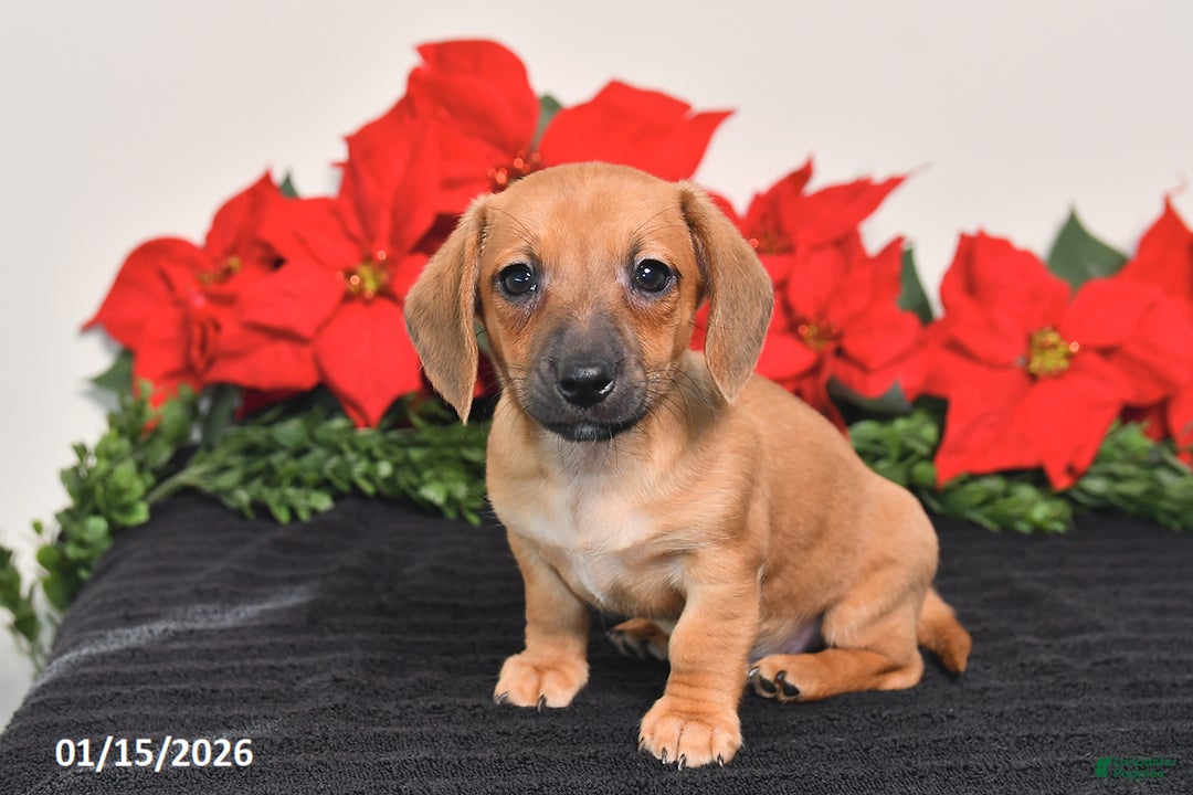 Miniature Dachshund dogs for sale: Jesse - Ad 2