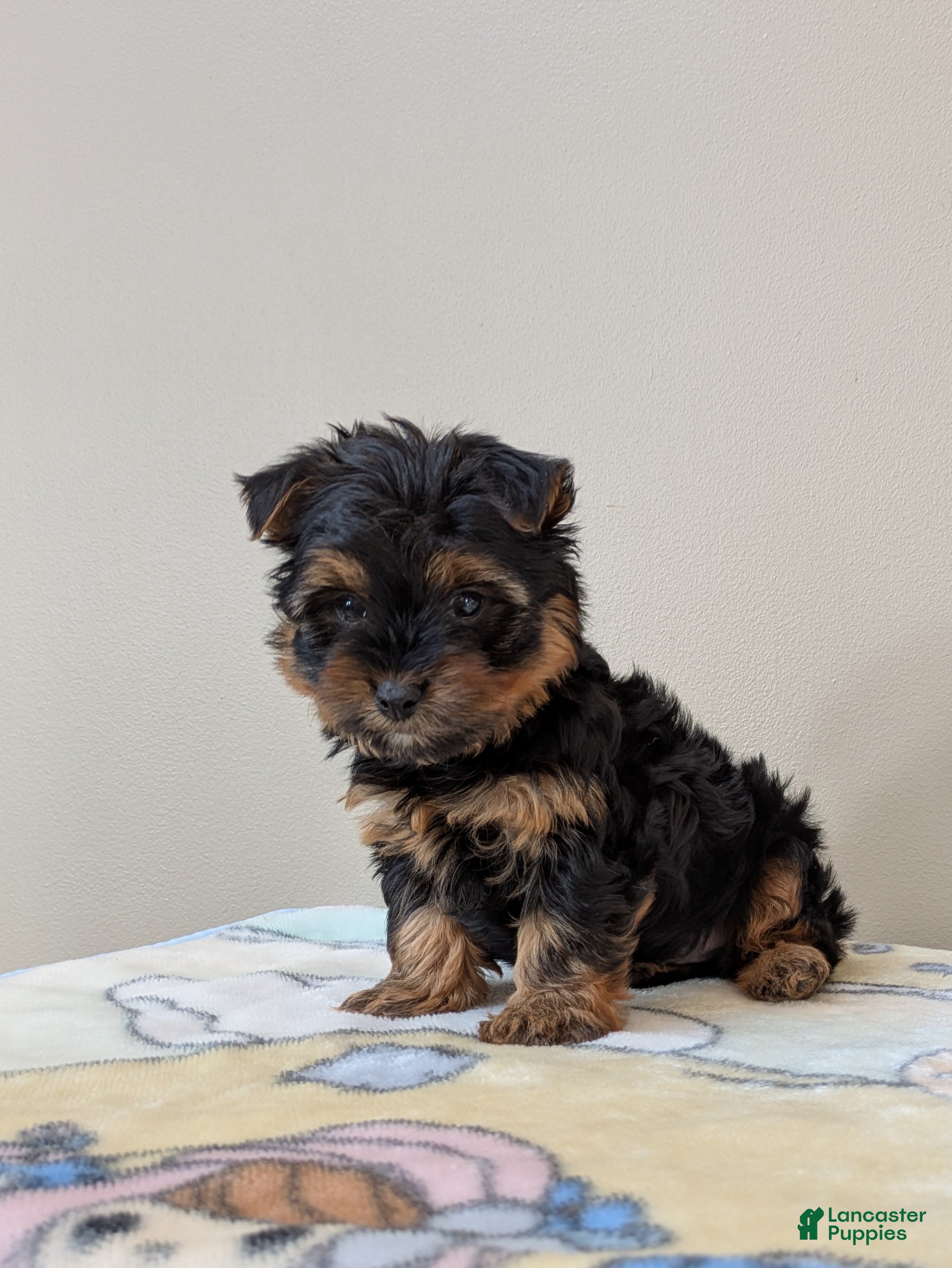 Yorkshire Terrier dogs Crew - Ad 26