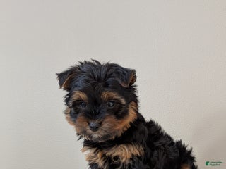 Yorkshire Terrier dogs Crew - Ad 26