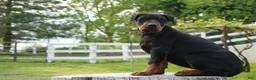 Doberman Pinscher dogs for sale: Macho - Ad 11