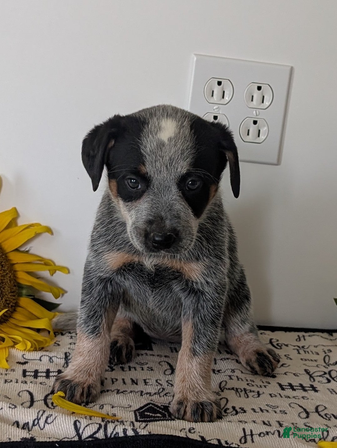 Australian Cattle Dog dogs Stella  - Ad 2