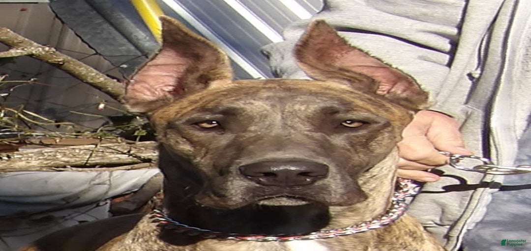 Gallery Image {{count}}