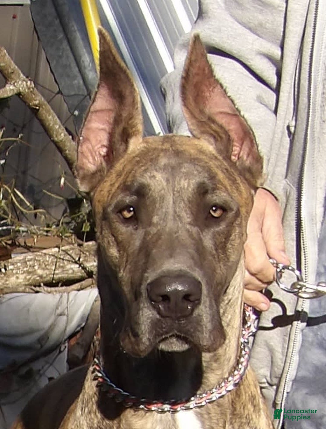 Gallery Image {{count}}