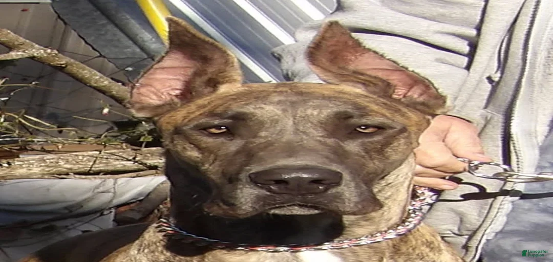 Gallery Image {{count}}