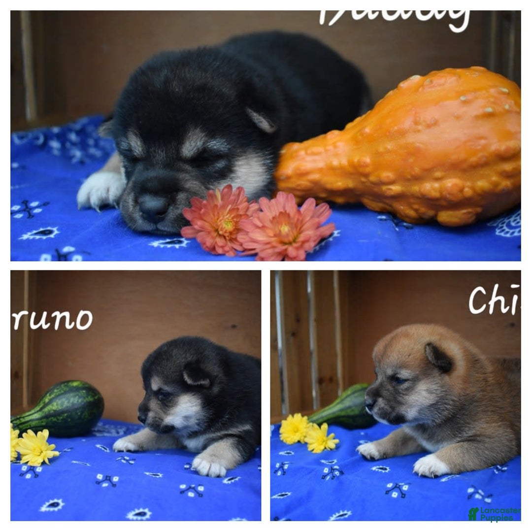 Gallery Image {{count}}