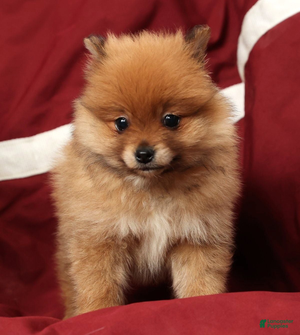 Pomeranian dogs Oscar - Ad 12