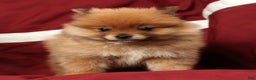 Pomeranian dogs for sale: Oscar - Ad 1