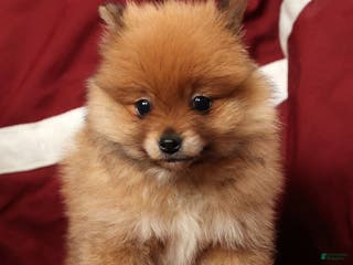 Pomeranian dogs Oscar - Ad 17