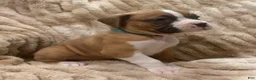 Boxer dogs for sale: Trixie - Ad 8