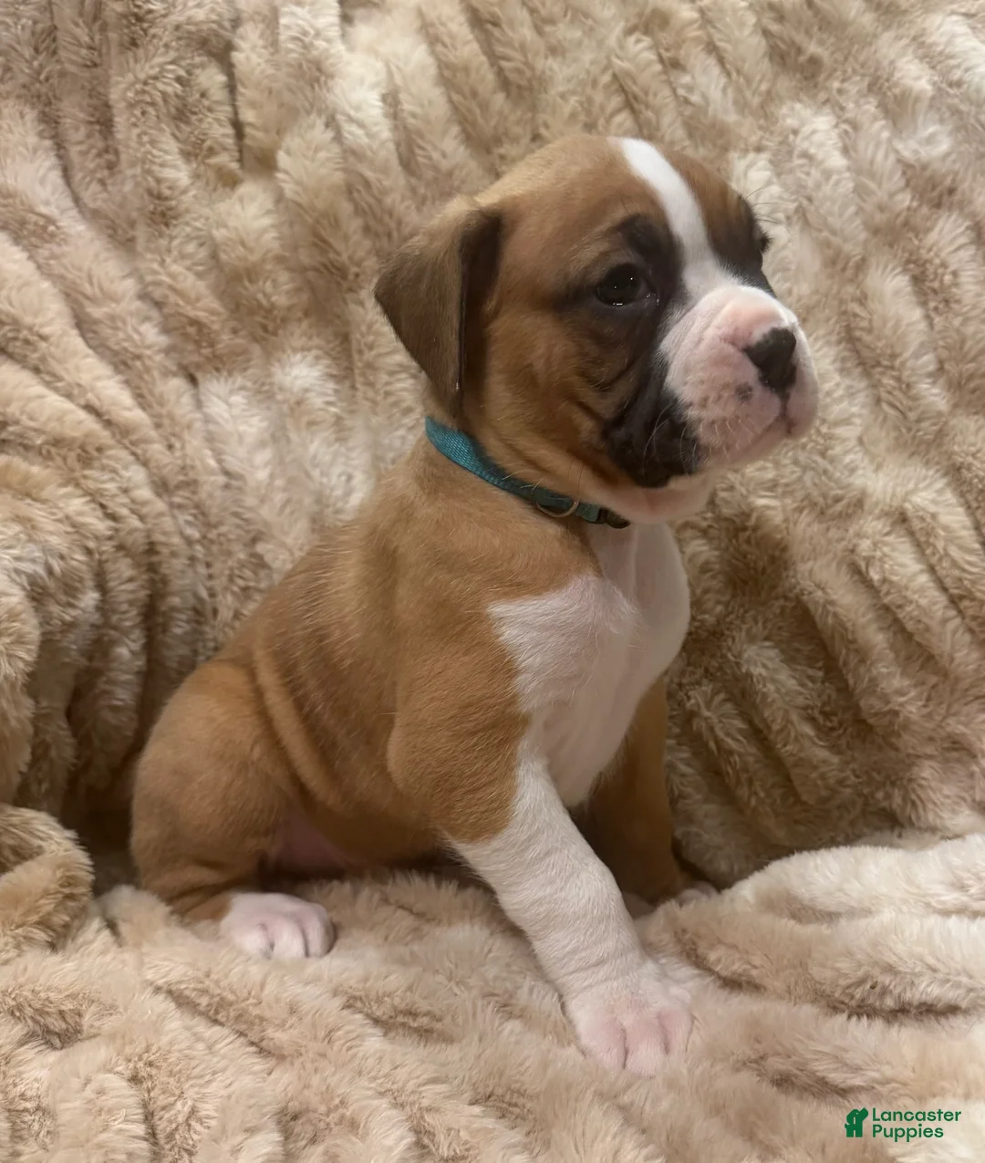 Boxer dogs for sale: Trixie - Ad 8