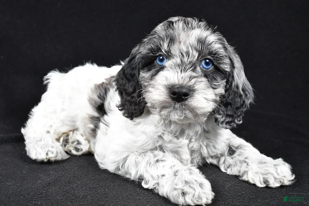 Cockapoo dogs for sale: Dante - Ad 1
