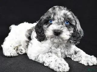 Cockapoo dogs Dante - Ad 3