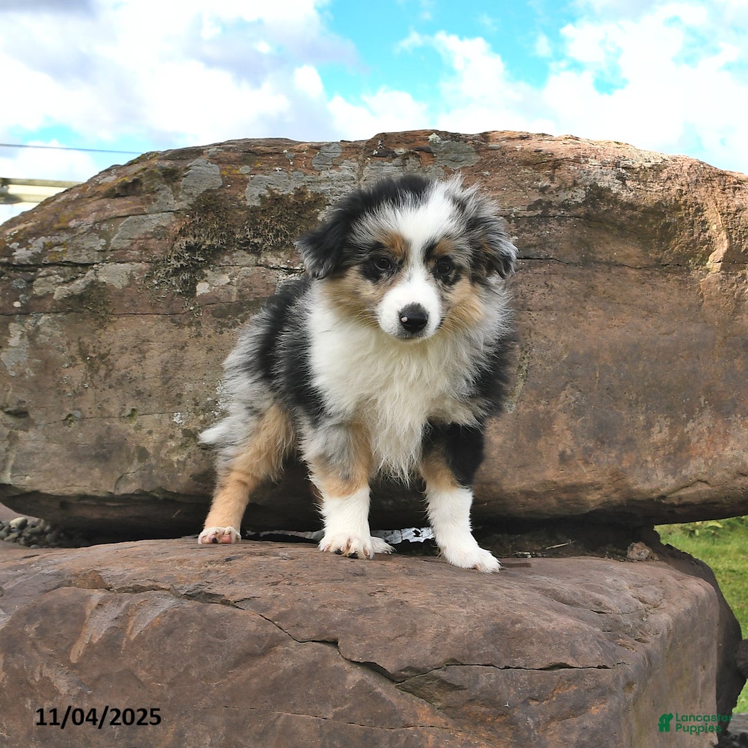 Miniature Australian Shepherd dogs for sale: Ripple - Ad 10