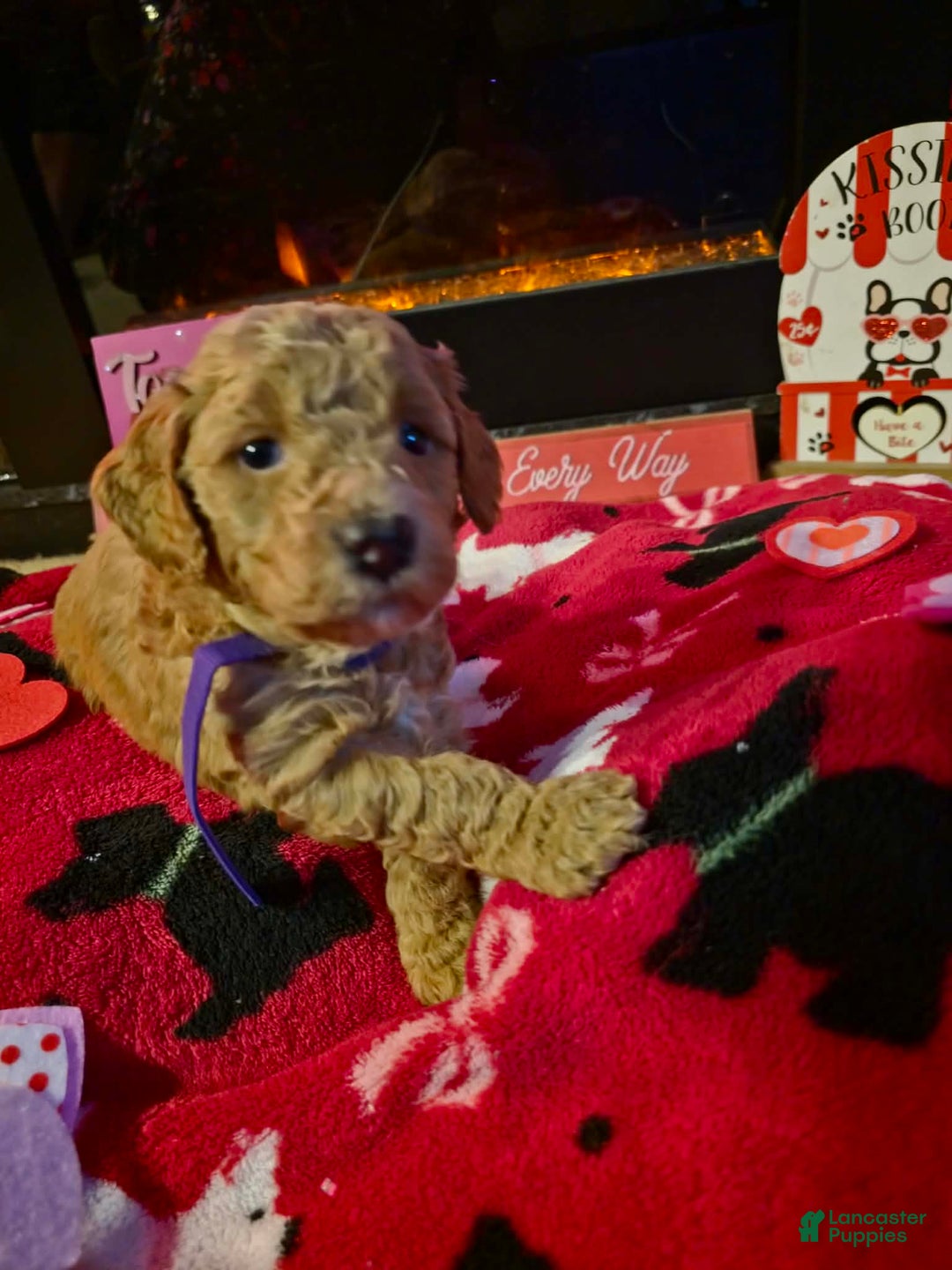 Mini Goldendoodle dogs for sale: Bella - Ad 6