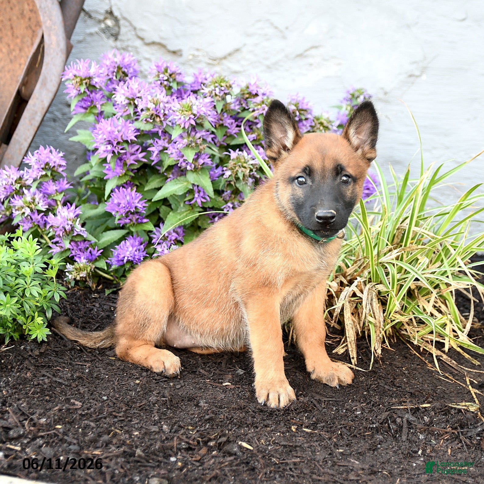 Belgian Malinois dogs Zara - Ad 2