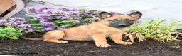 Belgian Malinois dogs for sale: Zara - Ad 2