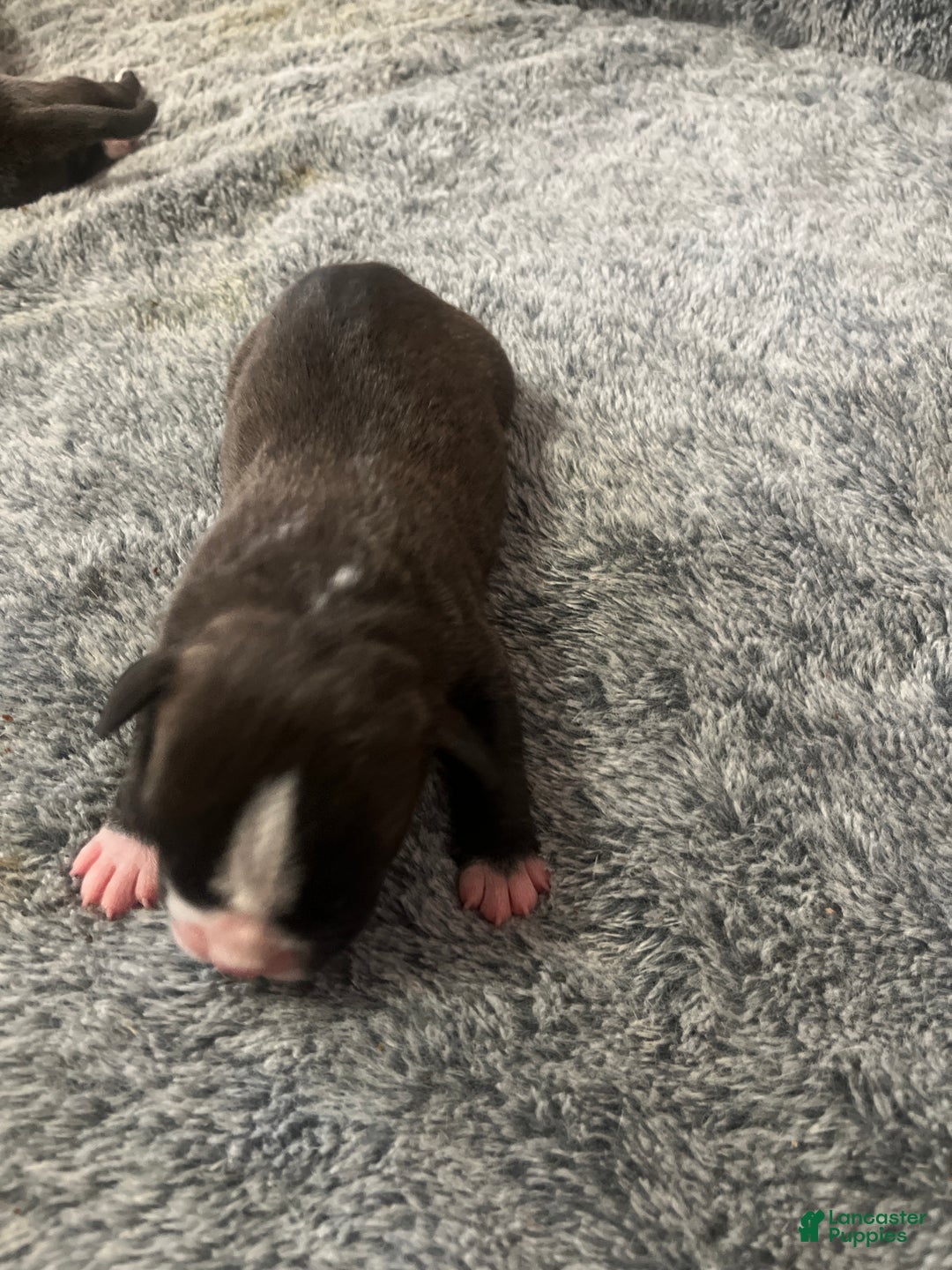 American Bully dogs for sale: American Bully Puppy 4 - Ad 2